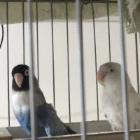 جفت طوطی کوتوله