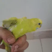 پرنده مرغ عشق