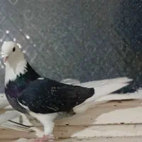 کفتر کبوتر|پرنده|تهران, سبلان (لشگر)|دیوار