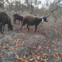 بره گوسفند ابستن