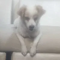 سگ گمشده|حیوانات|اراک, |دیوار