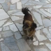 سگ نژاد دار