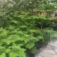 حراج گل گیاه به مدت محدود|گل و گیاه طبیعی|مشهد, هفت تیر (حافظ)|دیوار