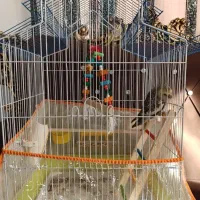 عروس هلندی نر