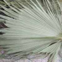 برگ نخل