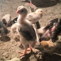 جوجه لاری نصل تضمینی