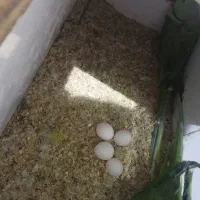 فروش جوجه ملنگو، گرینچیک و جفت شاهطوطی مولد|پرنده|رفسنجان, |دیوار