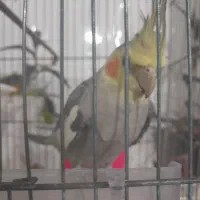 عروس هلندی