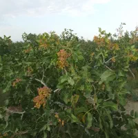 باغ-پسته-با-ویلا-و-استخر-در-دامغان