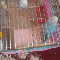 طوتی|پرنده|مرودشت, رودبال|دیوار