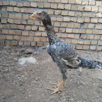 جوجه خروس لاری|حیوانات مزرعه|پائین جام, |دیوار