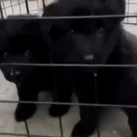 دوتا طوله بلک