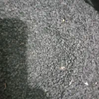 ۲کیلو بذر پیاز مینروا از قوطی آرژانتینی