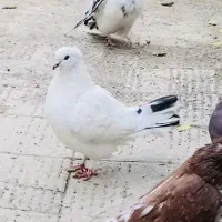 کبوتر|پرنده|علیآباد کتول, |دیوار