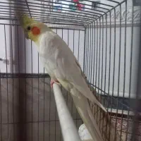 طوطی (عروس هلندی)