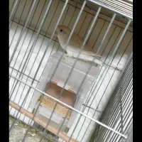 عروس هلندی طوطی برزیلی مرغ عشق|پرنده|نقده, |دیوار