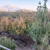 باغ|فروش زمین و ملک کلنگی|کرمانشاه, |دیوار