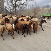 ۲۰راس گوسفندداشتی یکی بره دارمابقی آبستن مایه کردن|حیوانات مزرعه|کنگاور, |دیوار