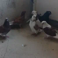 کبوتر پرشی|پرنده|آبیک, |دیوار