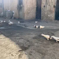 توقی|پرنده|شیراز, حجت آباد|دیوار