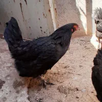 مرغ محلی بومی تخم گزار