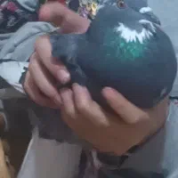 کبوتر فراری