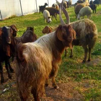 نربز.خلو.جلوکش.