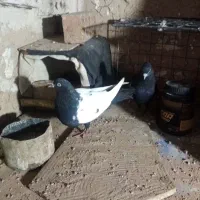 نر وماده زرد دم سفید و سینه سیاه|پرنده|زرند, |دیوار