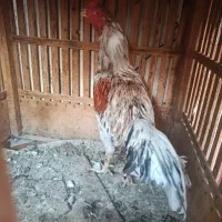 خروس لاری|حیوانات مزرعه|بندرعباس, |دیوار