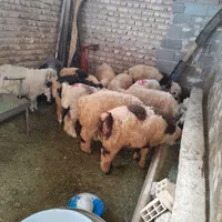 گوسفند زنده.کهره‌.بره.گوشت|حیوانات مزرعه|شیراز, گلشن|دیوار