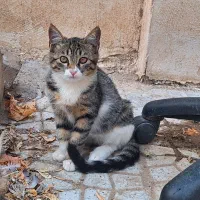 واگذاری بچهگربه