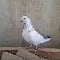 کفتر  کبوتر