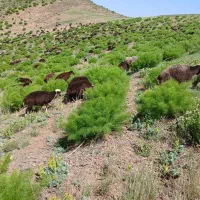 میش آبستن سنگین