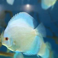 تعدادی دیسکس سایز 2.5اینچ