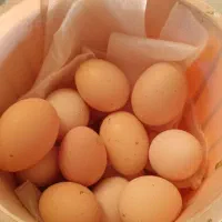 تخم مرغ گلین نطفه دار اصل محلی امپراطور