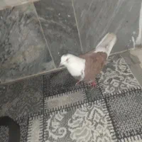 ماده شازده گلی|پرنده|قم, نیروگاه|دیوار