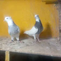 طوقی ماده|پرنده|خورموج, |دیوار