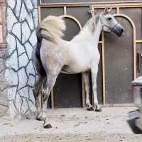 مادیون ۷ب۸سال شکم طلا