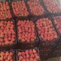 توت فرنگی موز شاتوت میوه منجمد