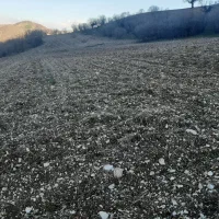 زمین کشاورزی|فروش دفتر صنعتی، کشاورزی، تجاری|جوانرود, |دیوار