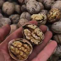 گردو تازه پوست نازک|خوردنی و آشامیدنی|دهگلان, |دیوار