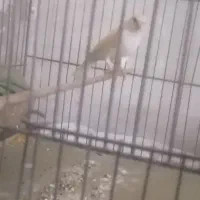 قناری ماده موازیکی تن نخورده