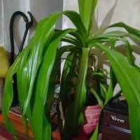 گل  برگ ذرتی