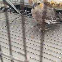 عروس هلندی و مرغ عشق|پرنده|کرمان, |دیوار