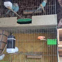 مرغ عشق ۴ عدد به همراه ۴ تا قفس الهیه|پرنده|اسلام‌شهر, شهرک انبیا|دیوار