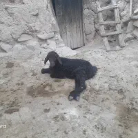 بره نر جوان فقط برای قربانی