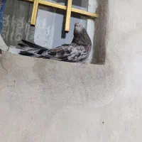 سرور کشیده|پرنده|همدان, |دیوار