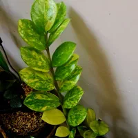 زاموفیلیا ابلق