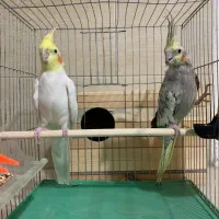 جفت عروس هلندی به شرط تخم