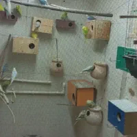 مرغ عشق های رنگارنگ|پرنده|قائم‌شهر, |دیوار